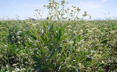 หญ้า Guayule